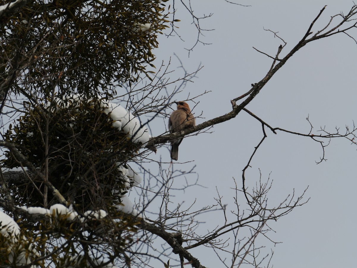 Eurasian Jay (Brandt's) - ML647740285