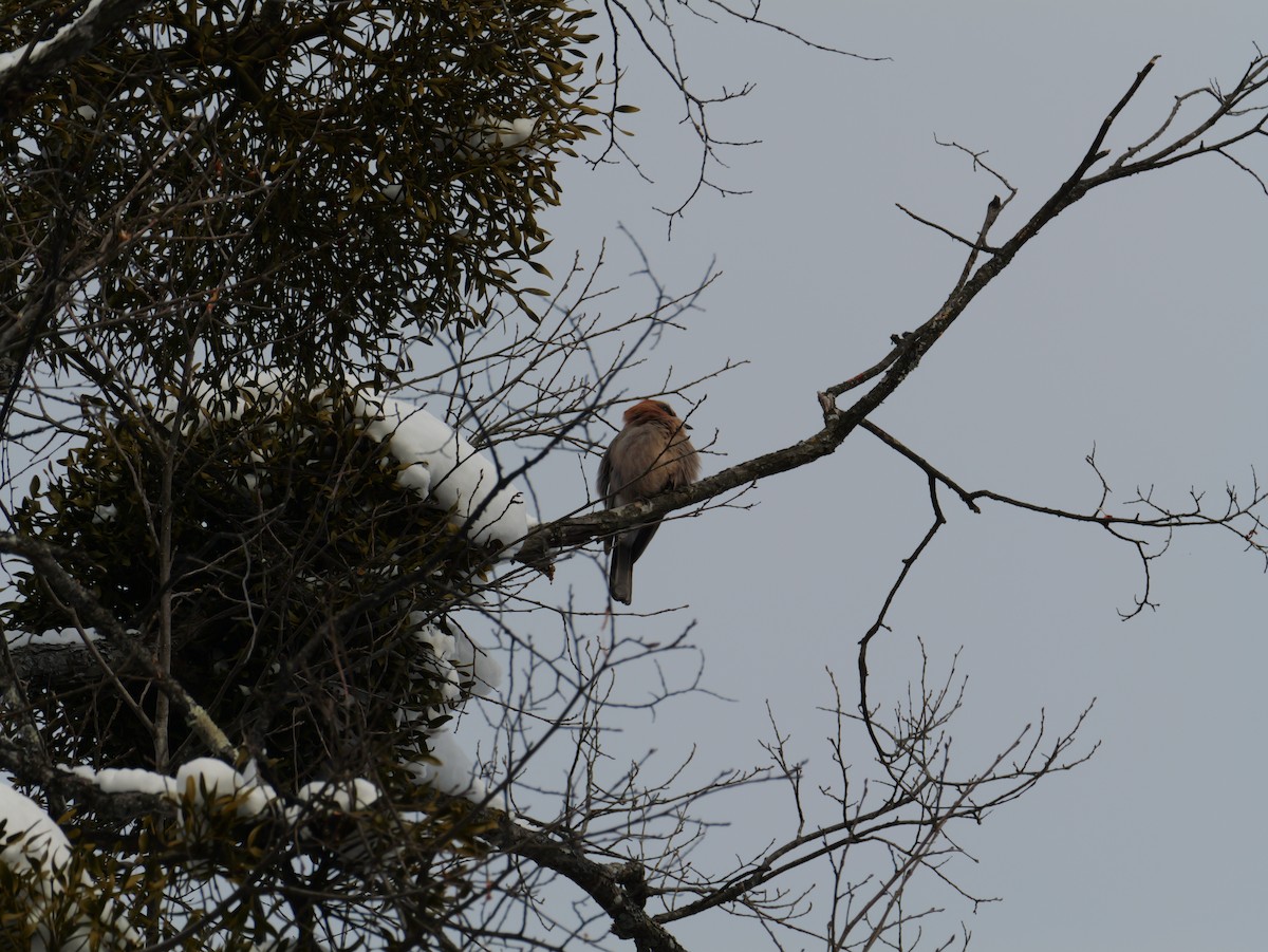 Eurasian Jay (Brandt's) - ML647740286