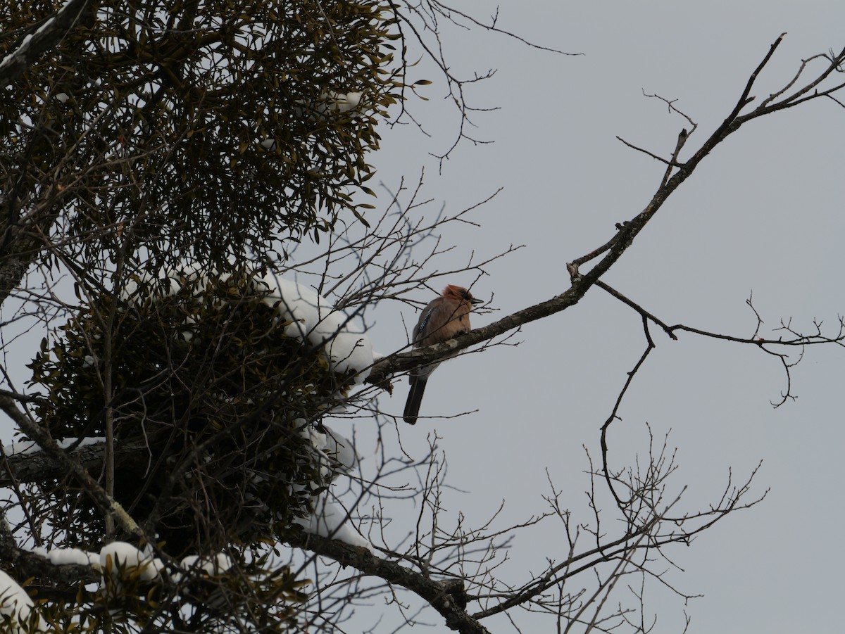 Eurasian Jay (Brandt's) - ML647740287