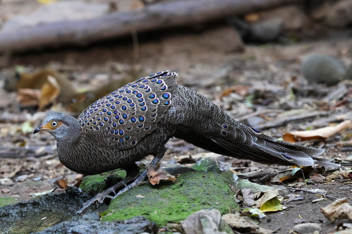 Espolonero Chinquis - ML647740288