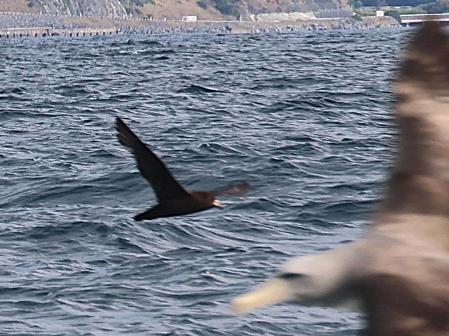 Westlango petrel beltza - ML647740293