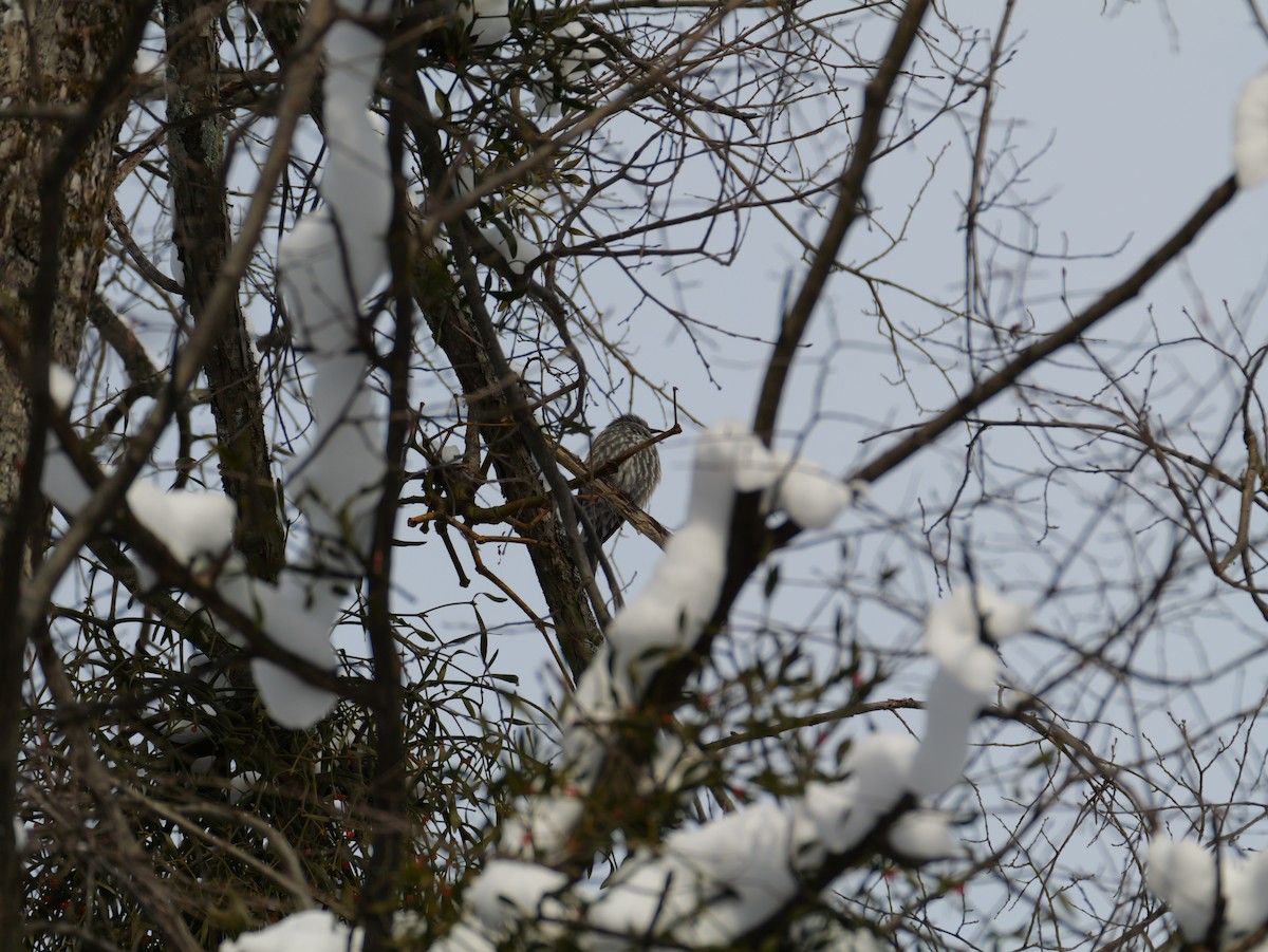 Brown-eared Bulbul - ML647740295