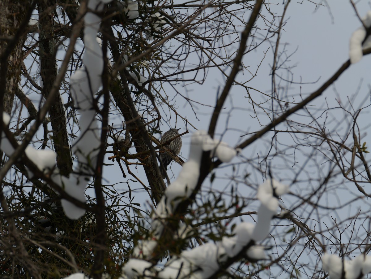 Brown-eared Bulbul - ML647740296