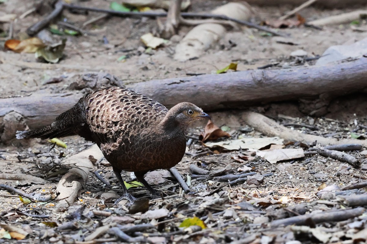 Espolonero Chinquis - ML647740305