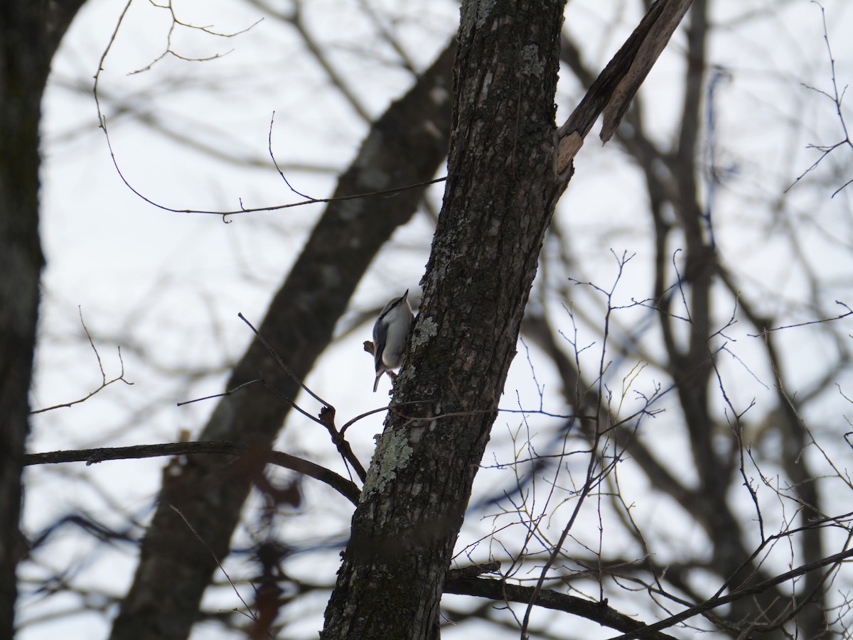 Eurasian Nuthatch - ML647740313