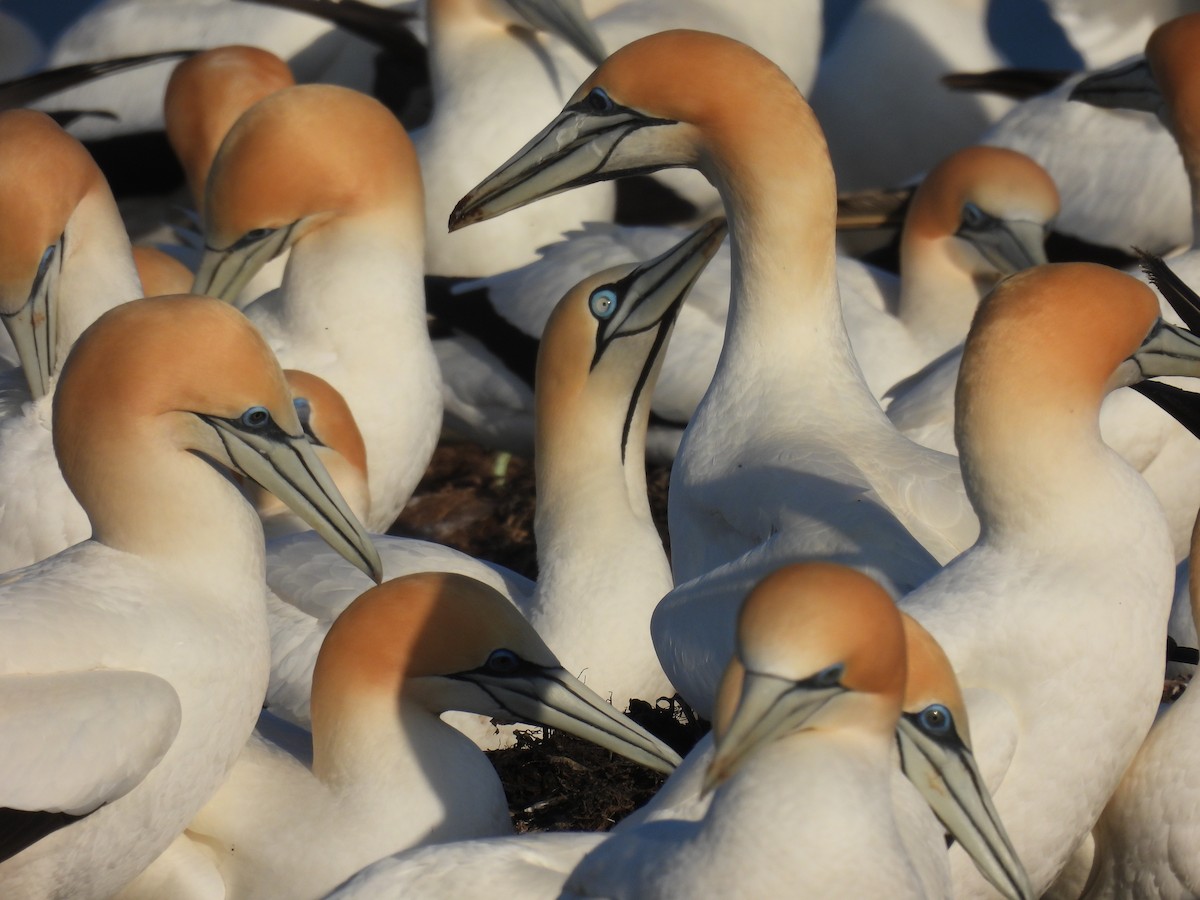 Alcatraz de El Cabo - ML647740315
