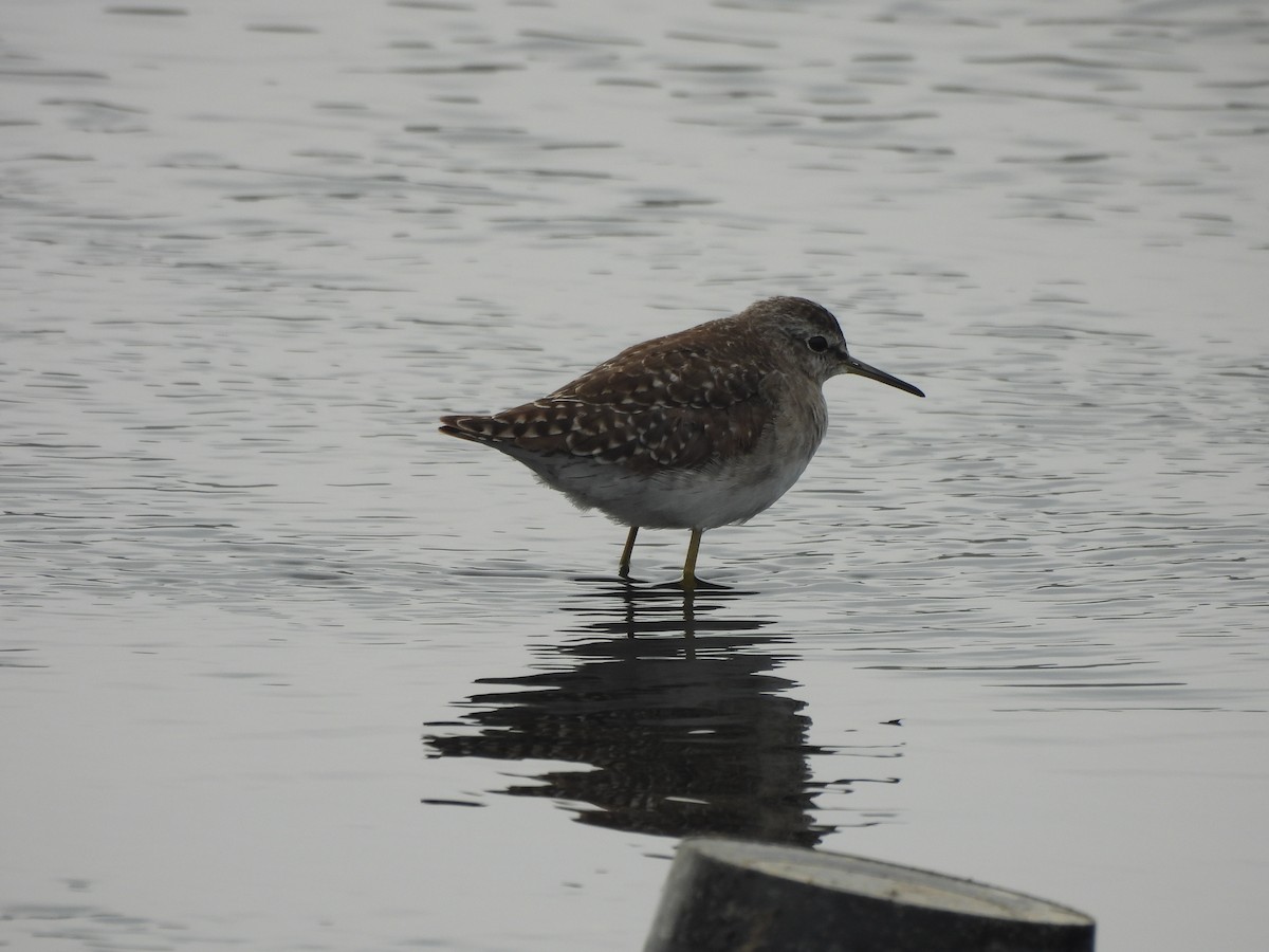 vodouš bahenní - ML647740327