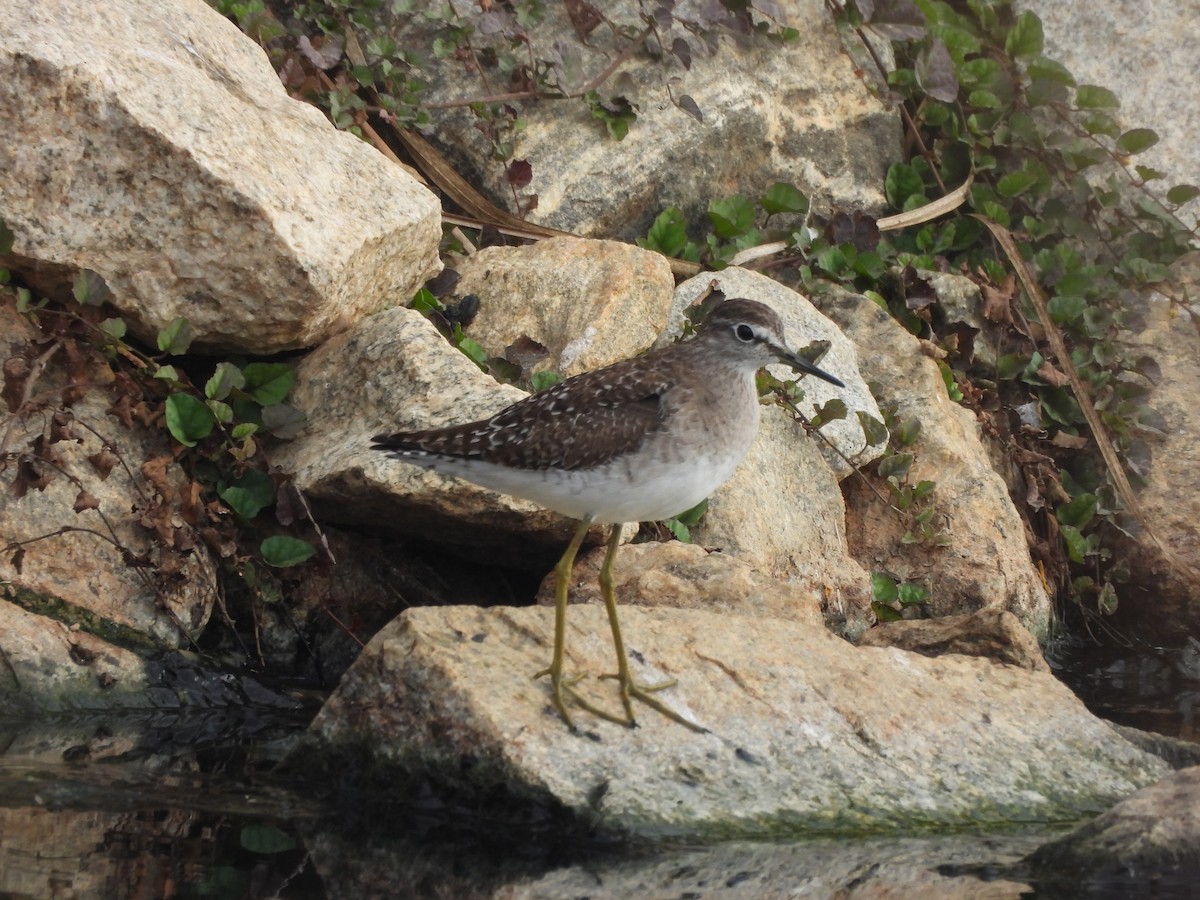 vodouš bahenní - ML647740328