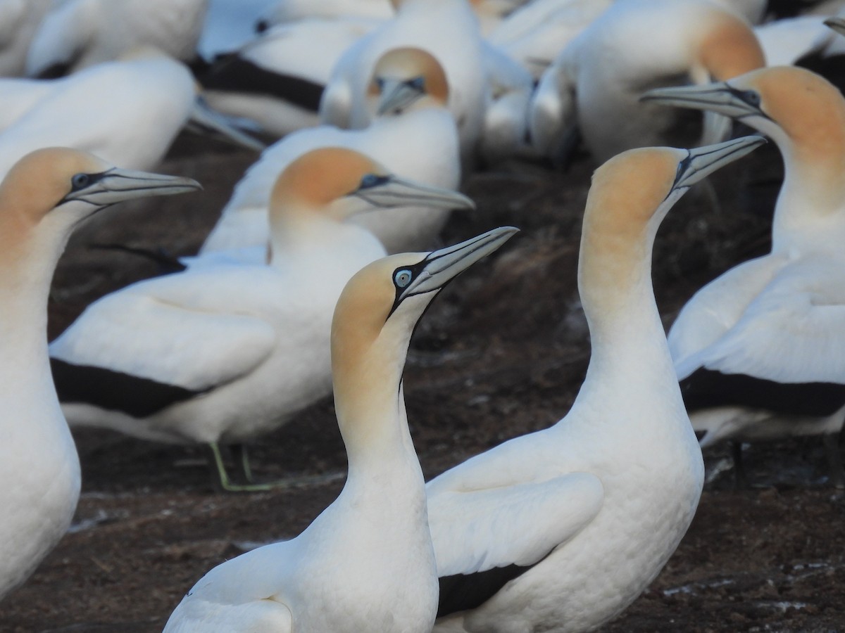 Alcatraz de El Cabo - ML647740330