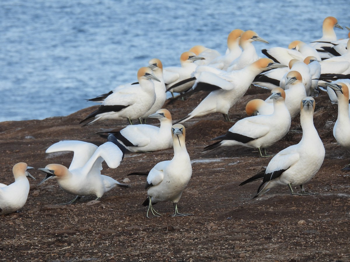Alcatraz de El Cabo - ML647740335