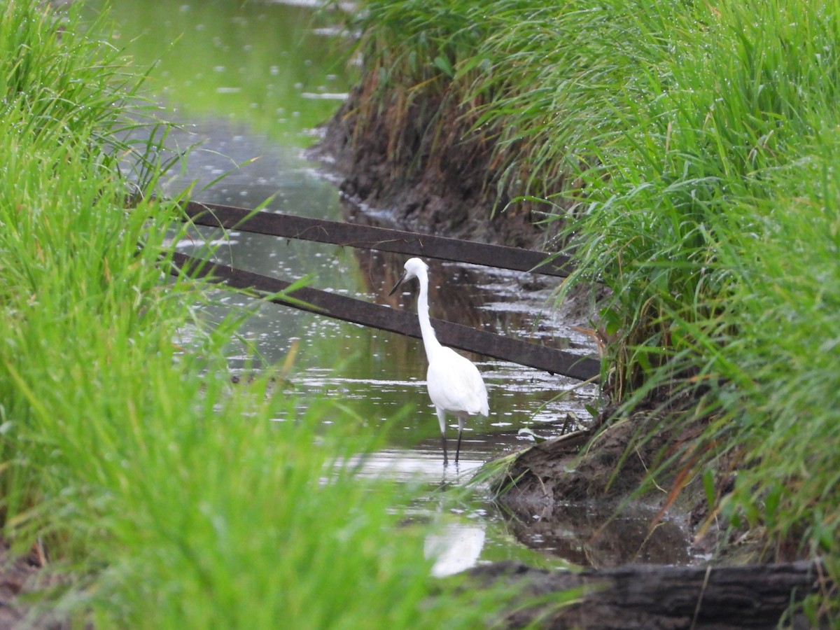 Little Egret - ML647740337