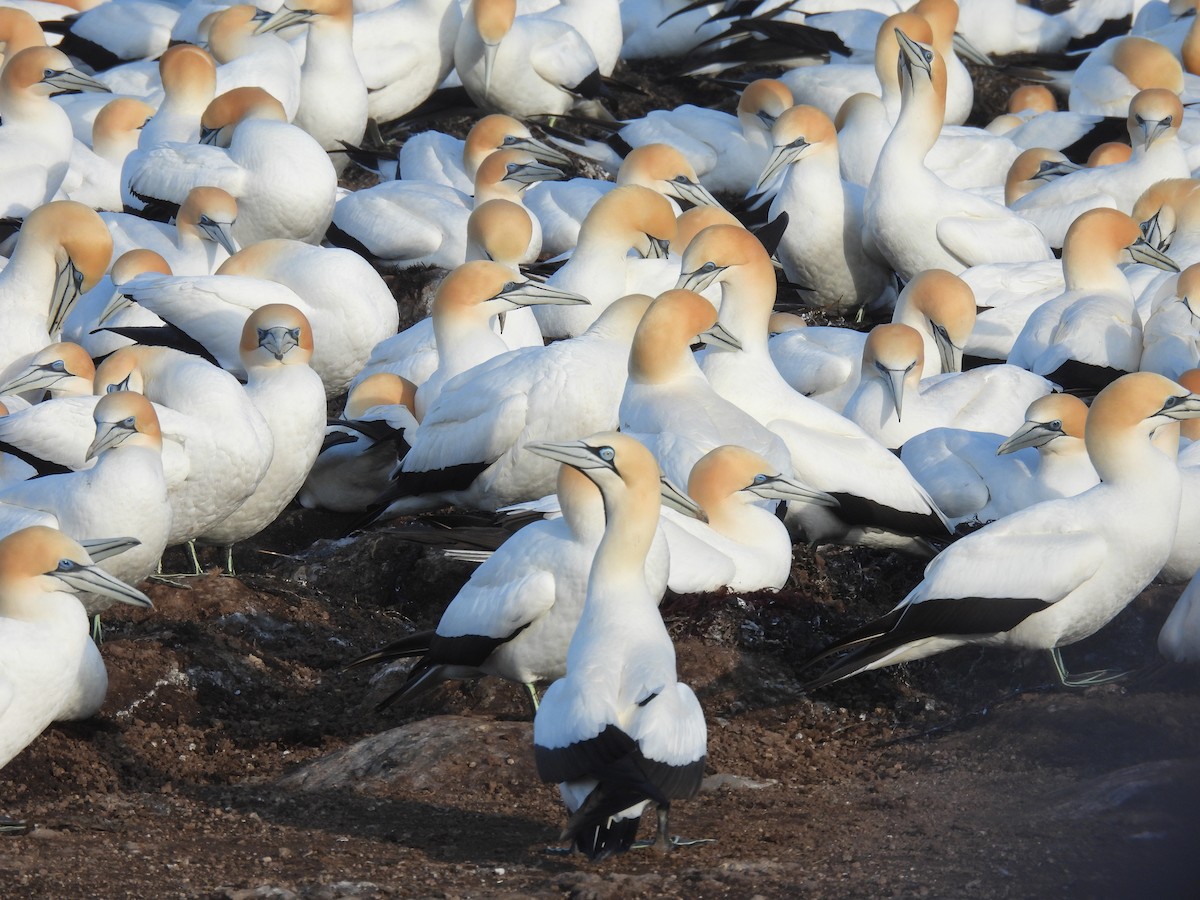 Alcatraz de El Cabo - ML647740347
