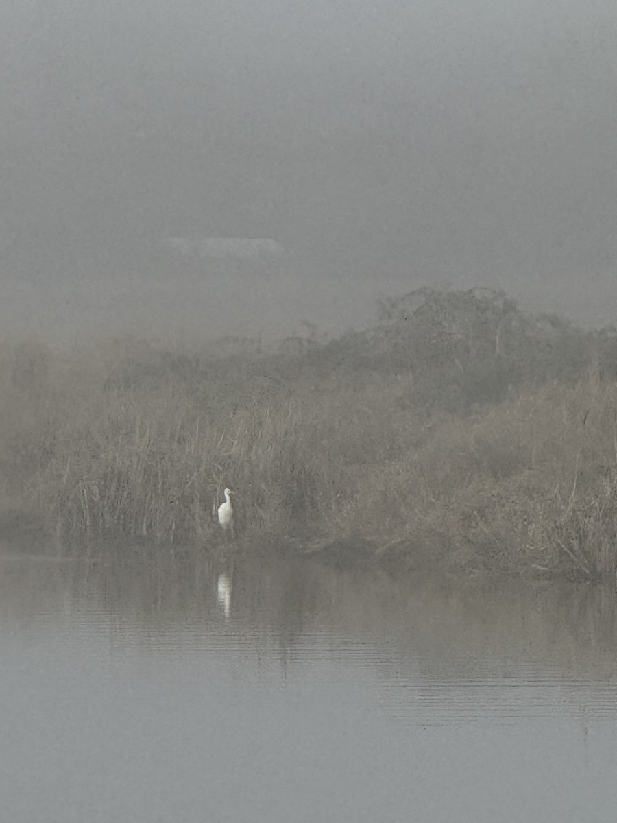 volavka bílá - ML647740350