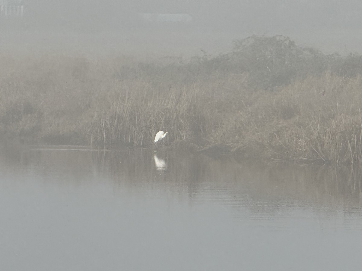 volavka bílá - ML647740351