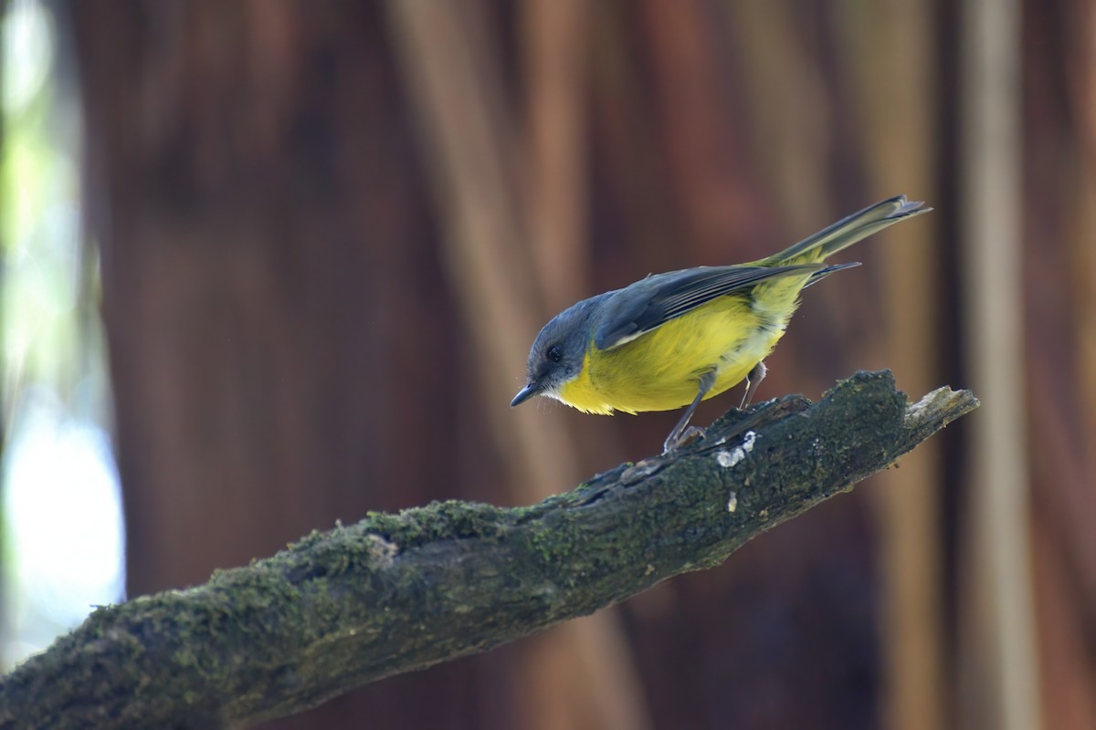 Eastern Yellow Robin - ML647740359