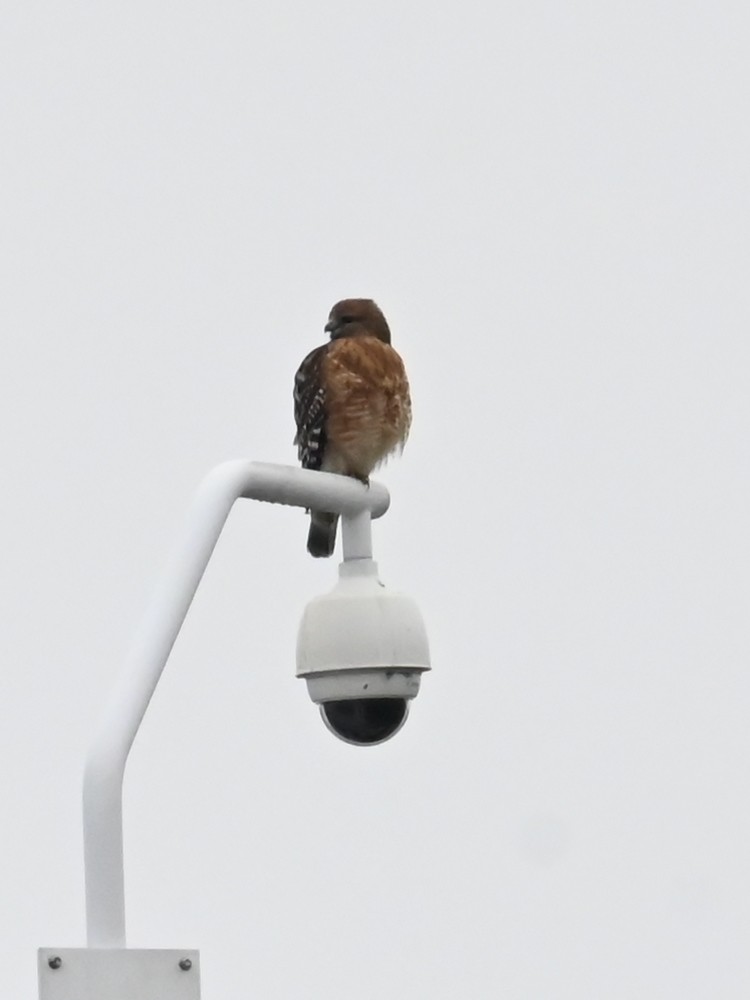 Канюк рудоплечий - ML647740362