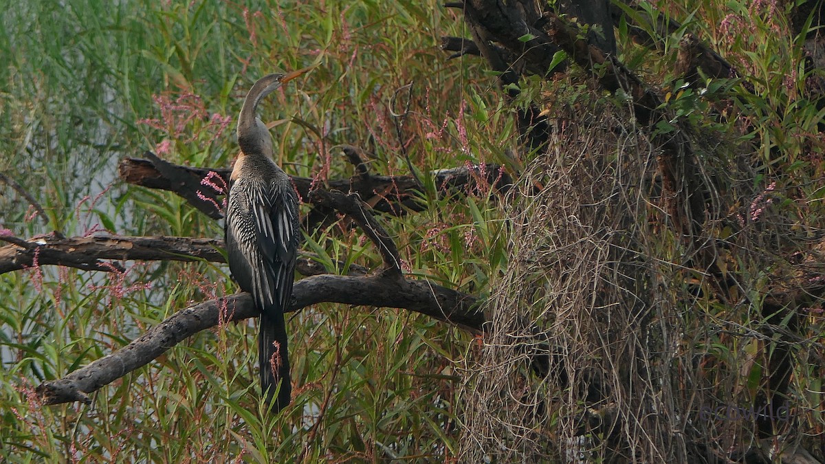 Oriental Darter - ML647740365