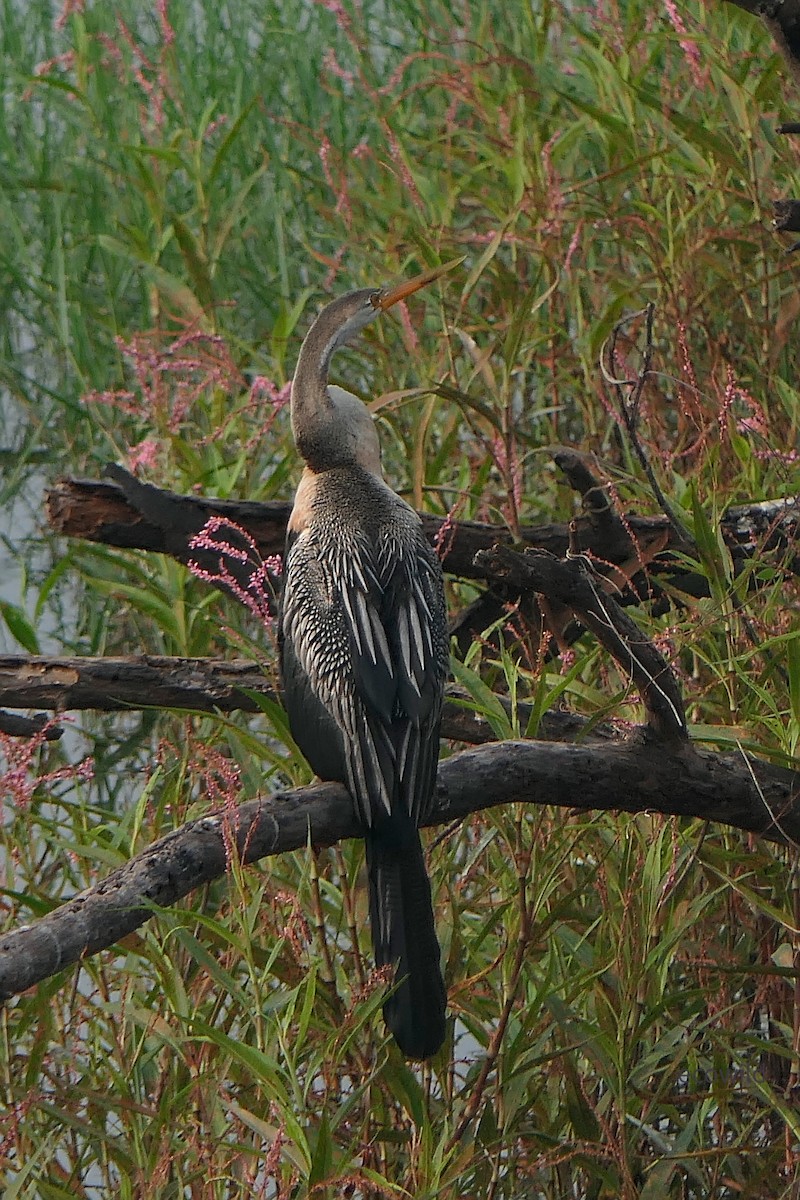 Oriental Darter - ML647740367