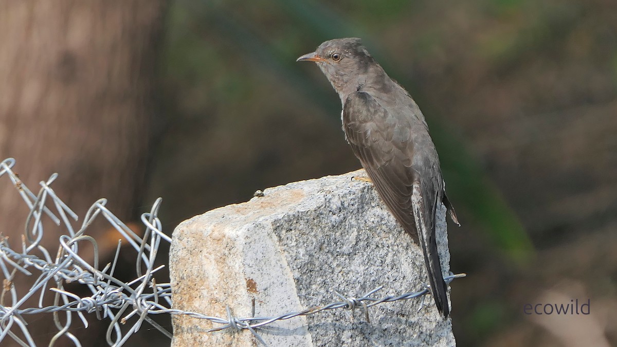 Gray-bellied Cuckoo - ML647740371