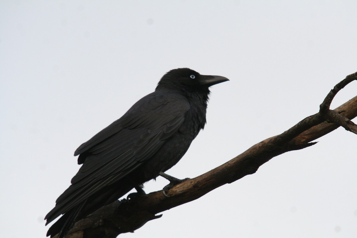 Little Raven - ML647740379