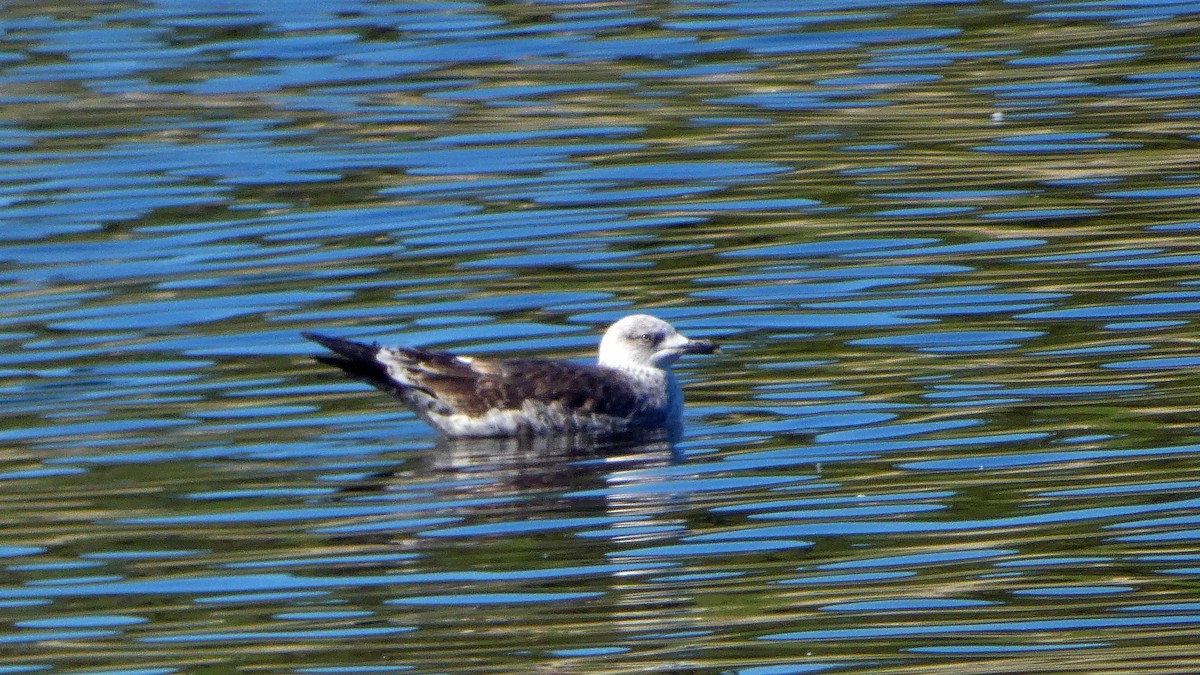 Gaviota Sombría - ML647740380