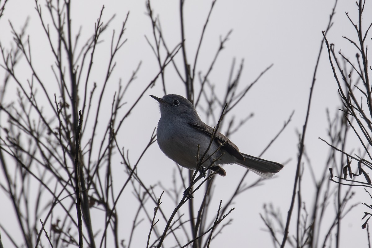 Голубая комароловка - ML647740402