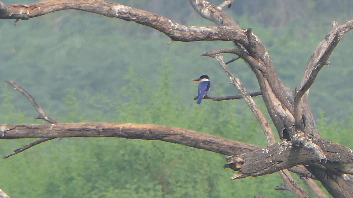 Black-capped Kingfisher - ML647740412