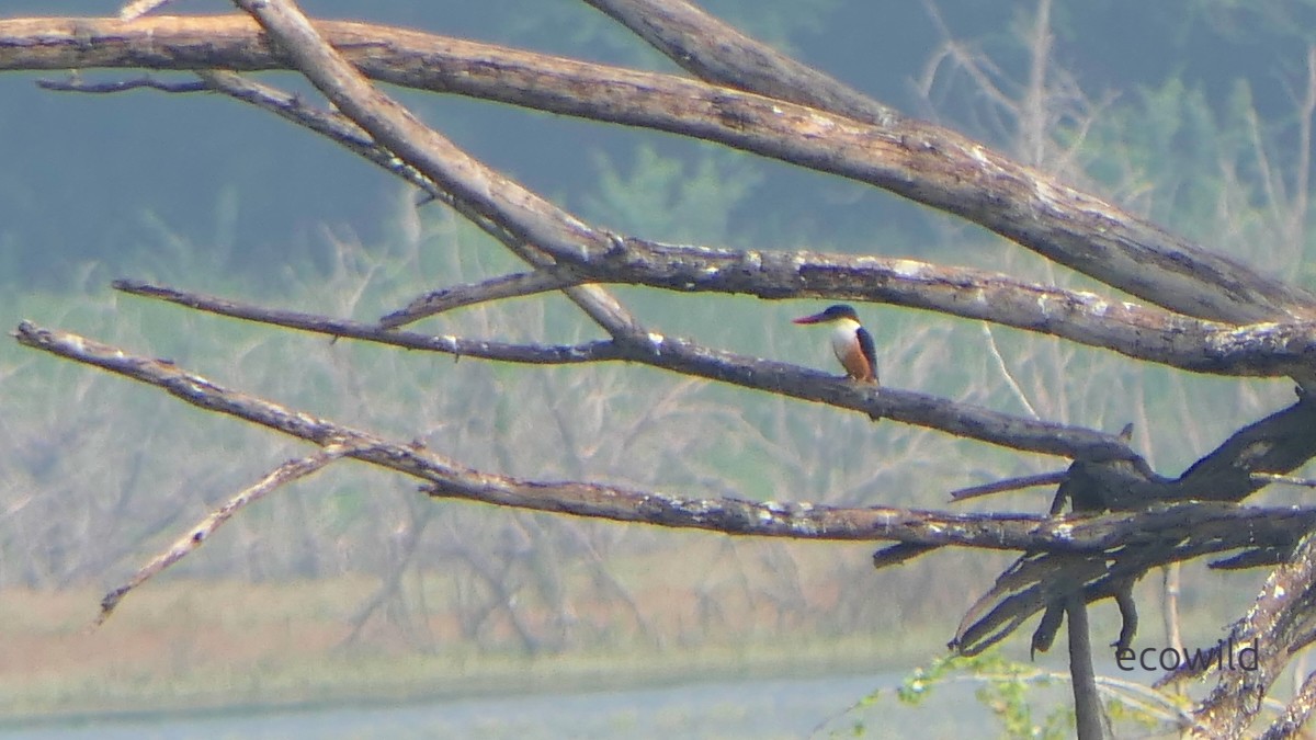 Black-capped Kingfisher - ML647740414