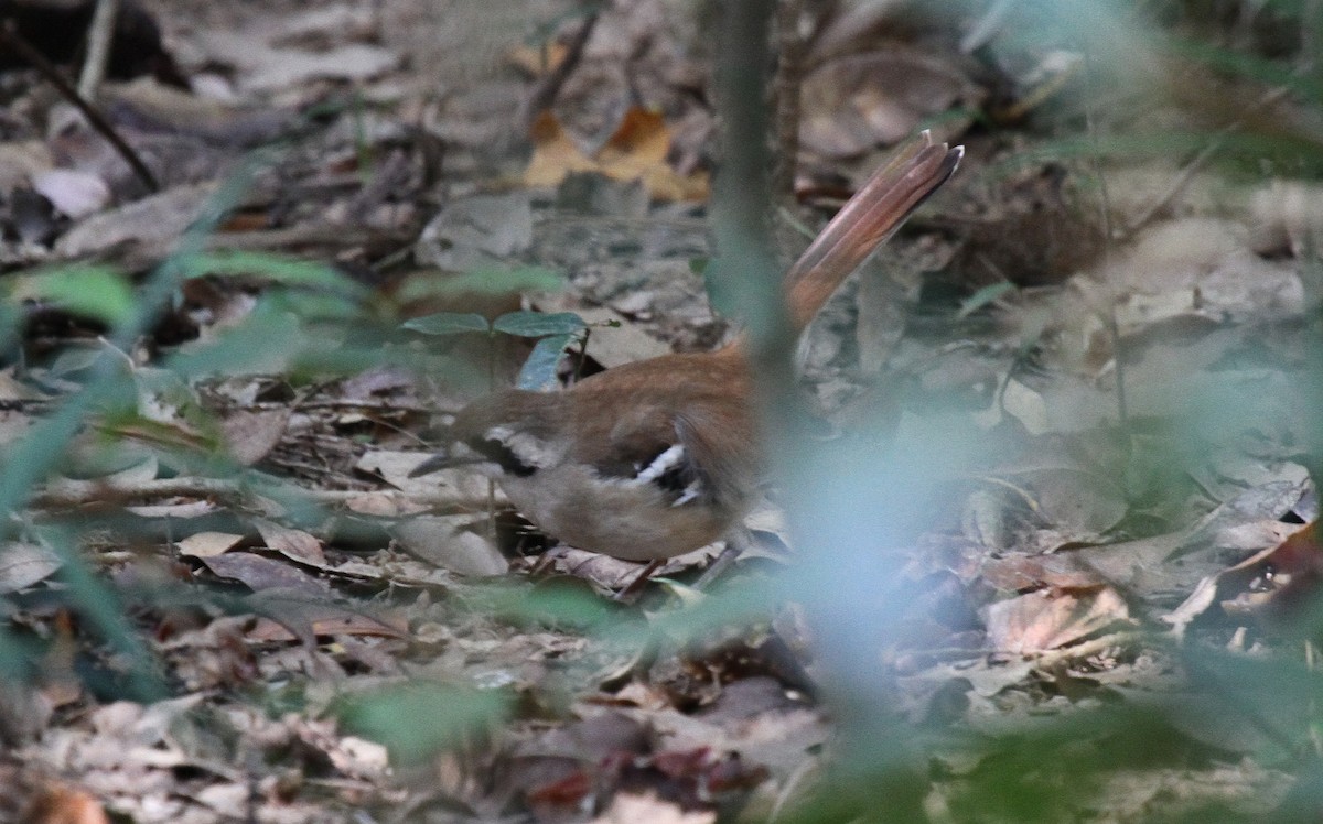 Northern Scrub-Robin - ML647740432