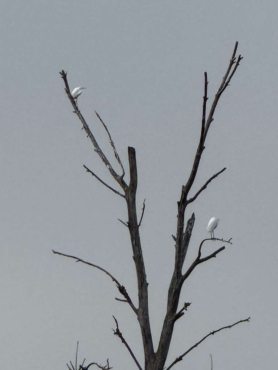 volavka bílá - ML647740436