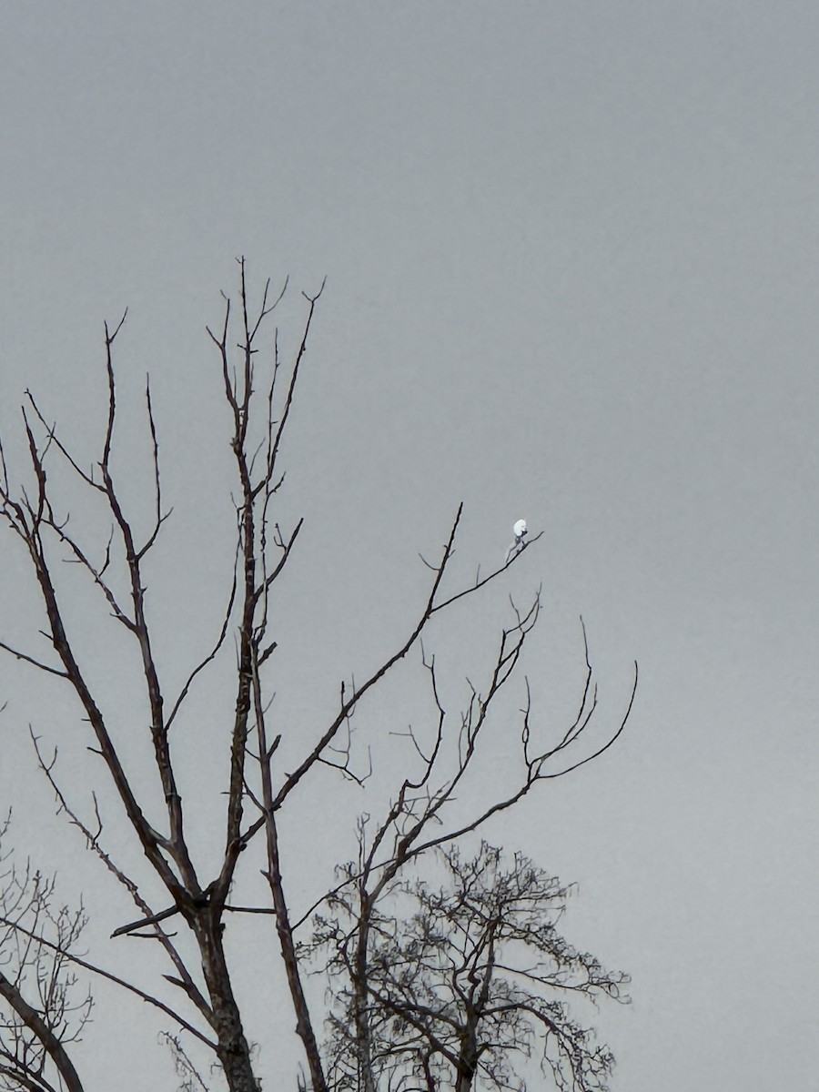 volavka bílá - ML647740437