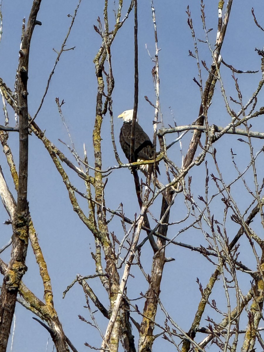 Itsas arrano buruzuria - ML647740449