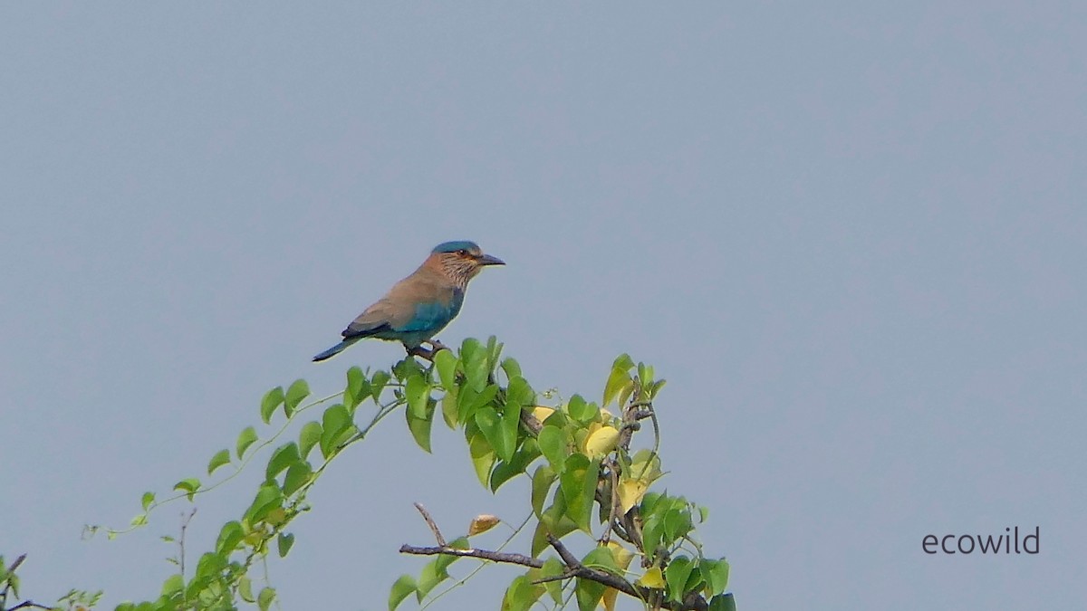 Indian Roller - ML647740451