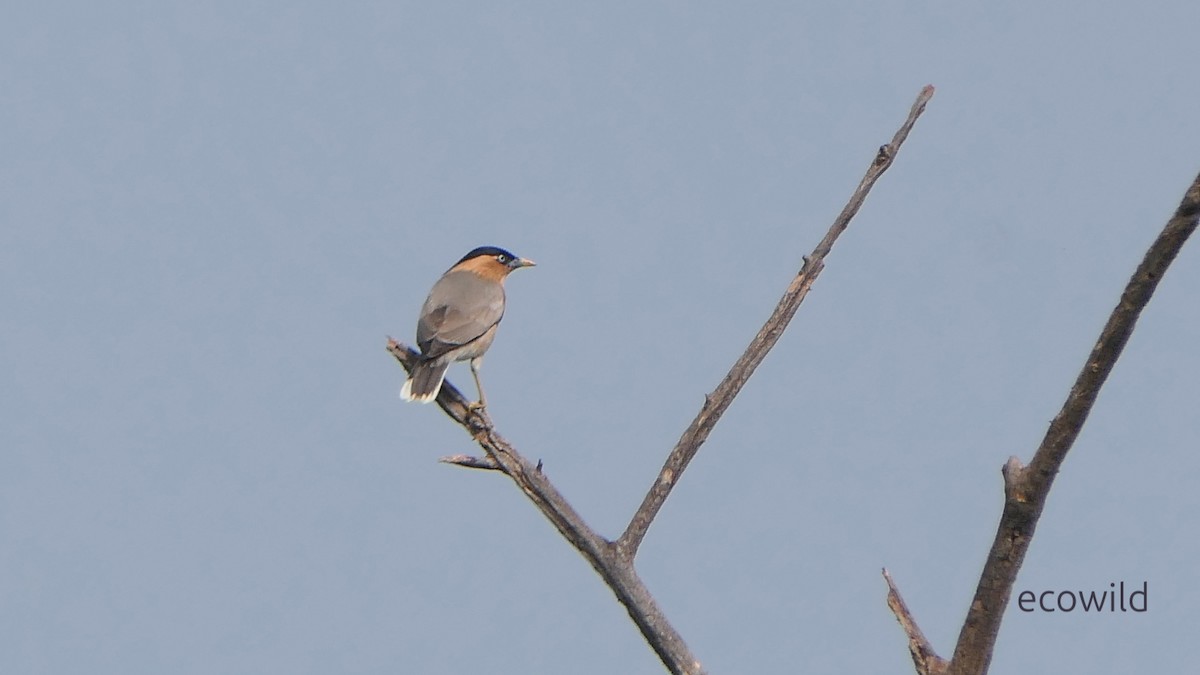 Brahminy Starling - ML647740455