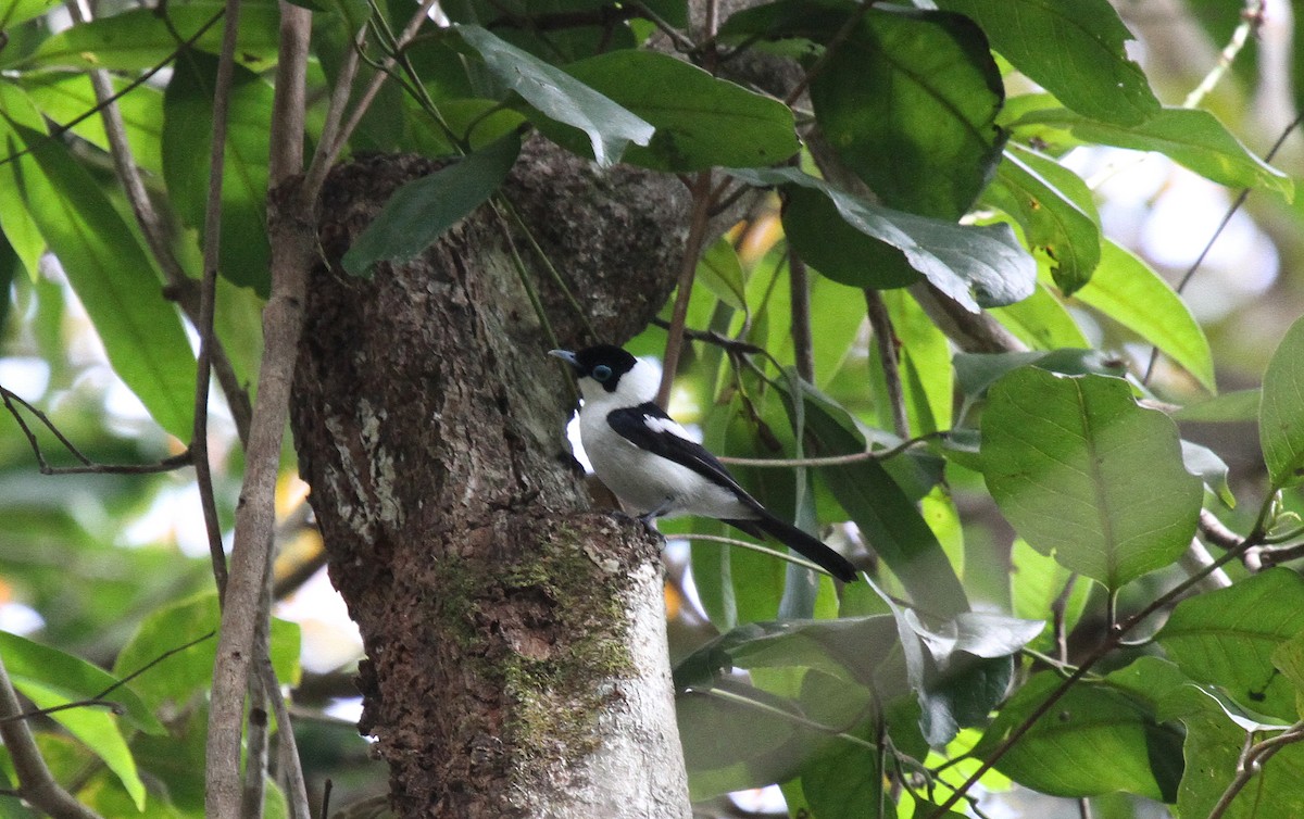 Frill-necked Monarch - ML647740466
