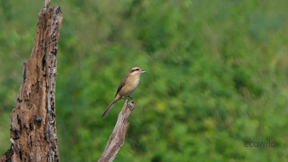 Brown Shrike - ML647740467