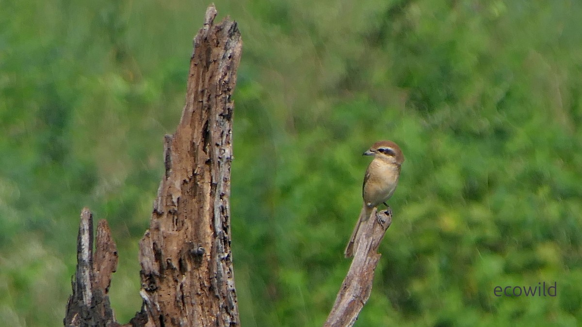 Brown Shrike - ML647740468
