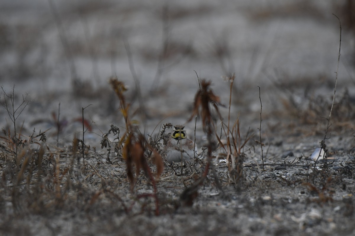 Horned Lark - ML647740469