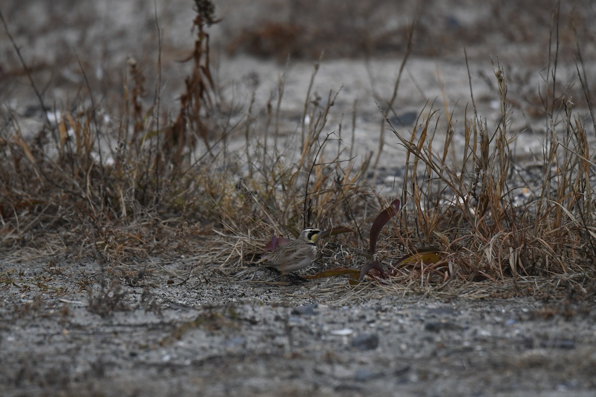 Horned Lark - ML647740470