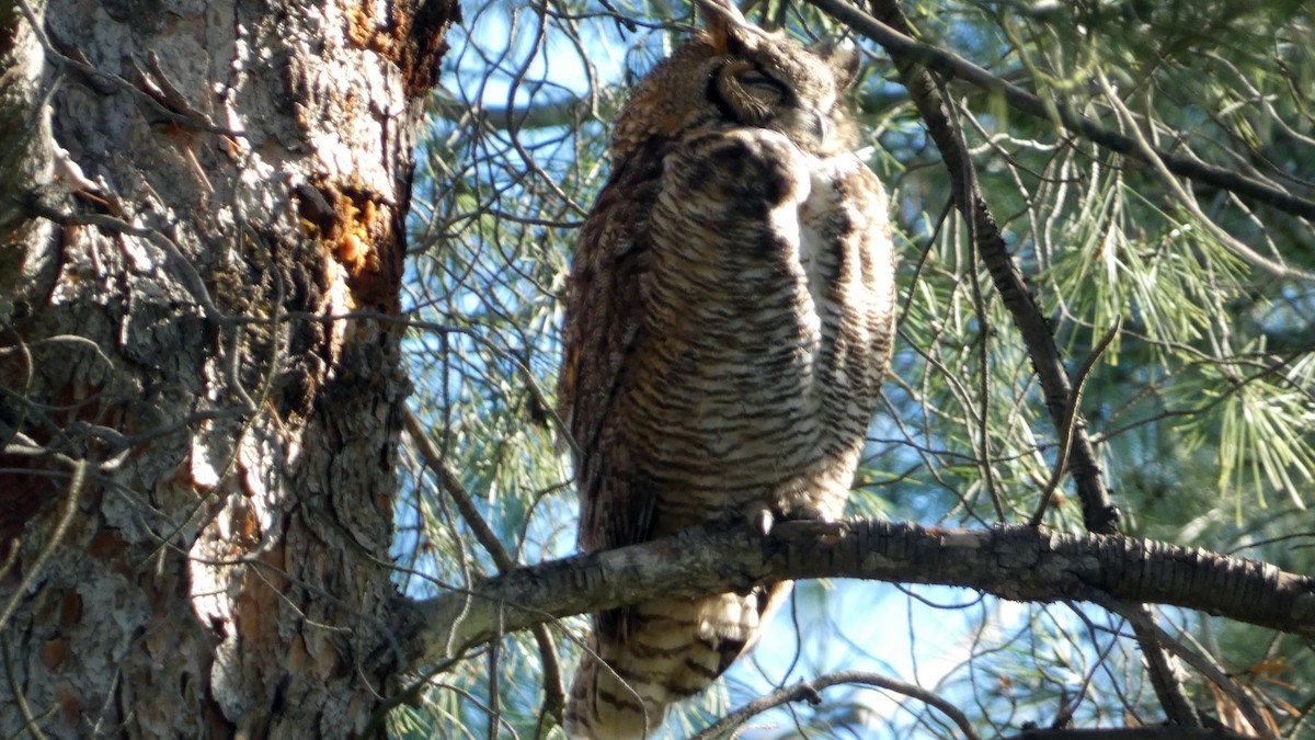 Great Horned Owl - ML647740473