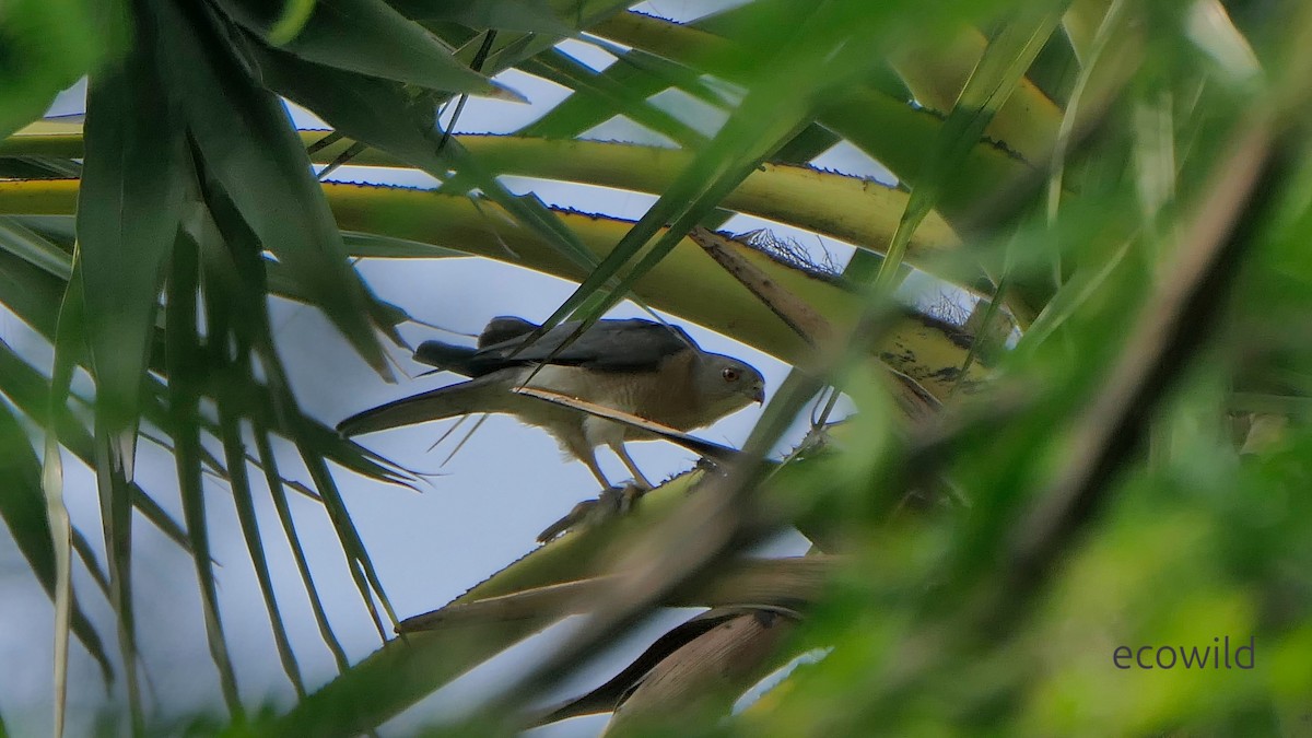 Şikra - ML647740477