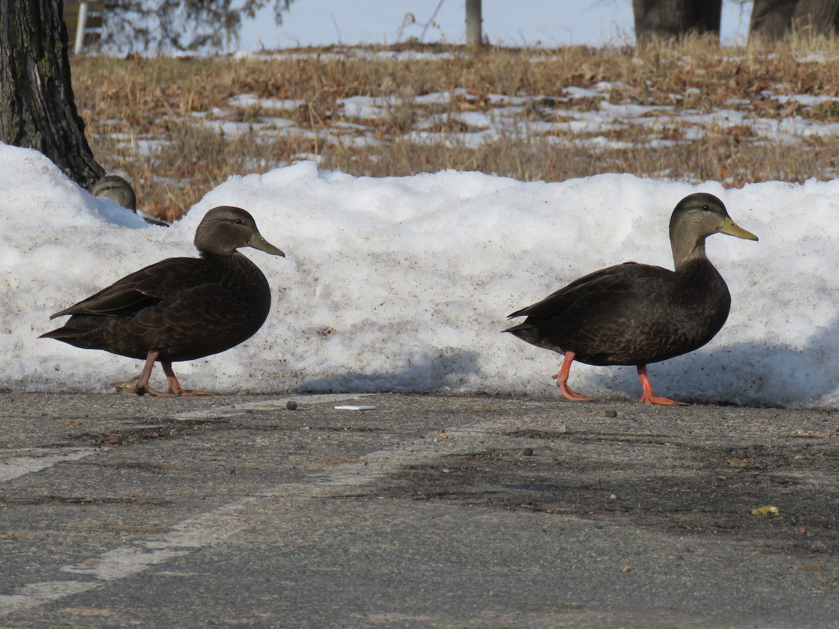 Yeşilbaş x Esmer Ördek - ML647740479