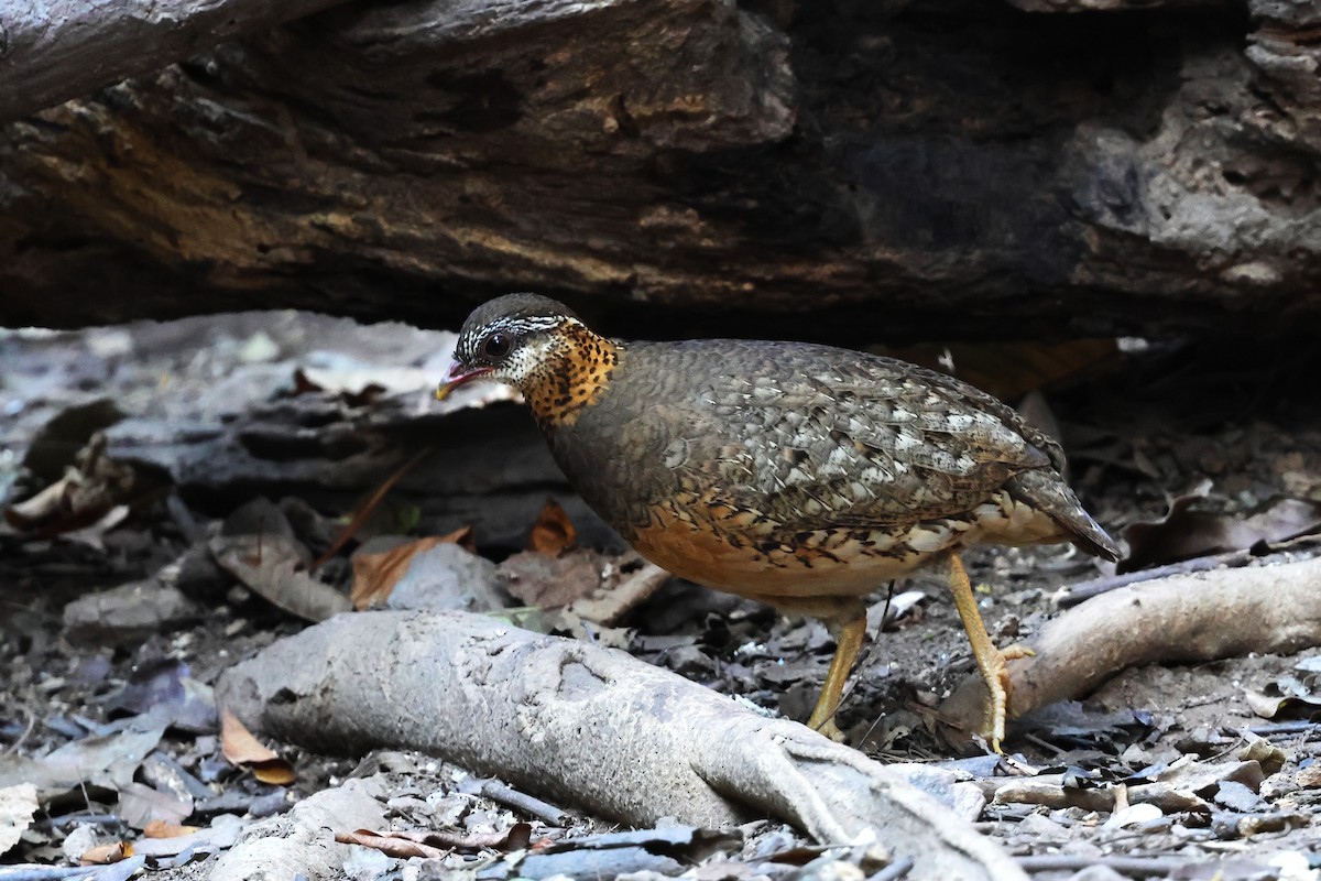 Yeşil Bacaklı Dağ Kekliği [chloropus grubu] - ML647740480