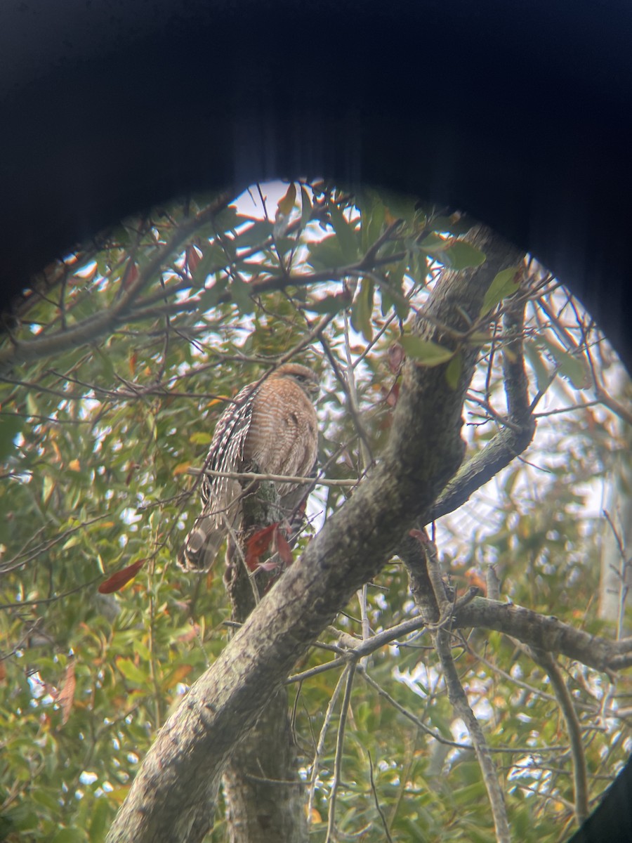 Kızıl Omuzlu Şahin - ML647740481