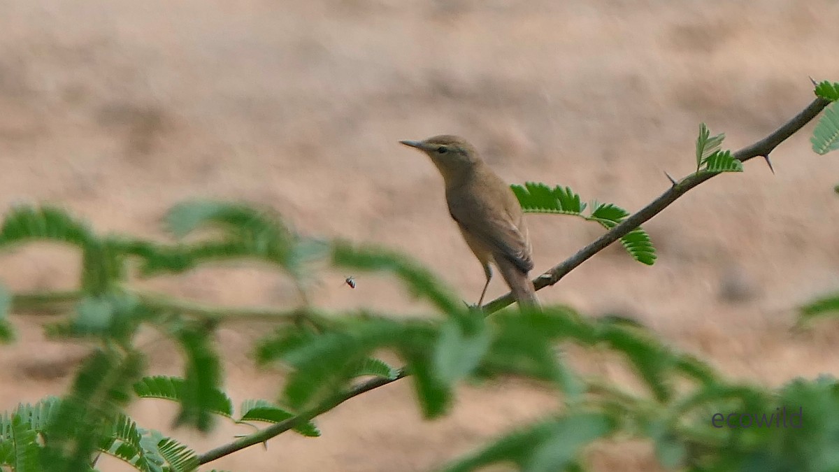 Kuzey Kamışçını - ML647740482