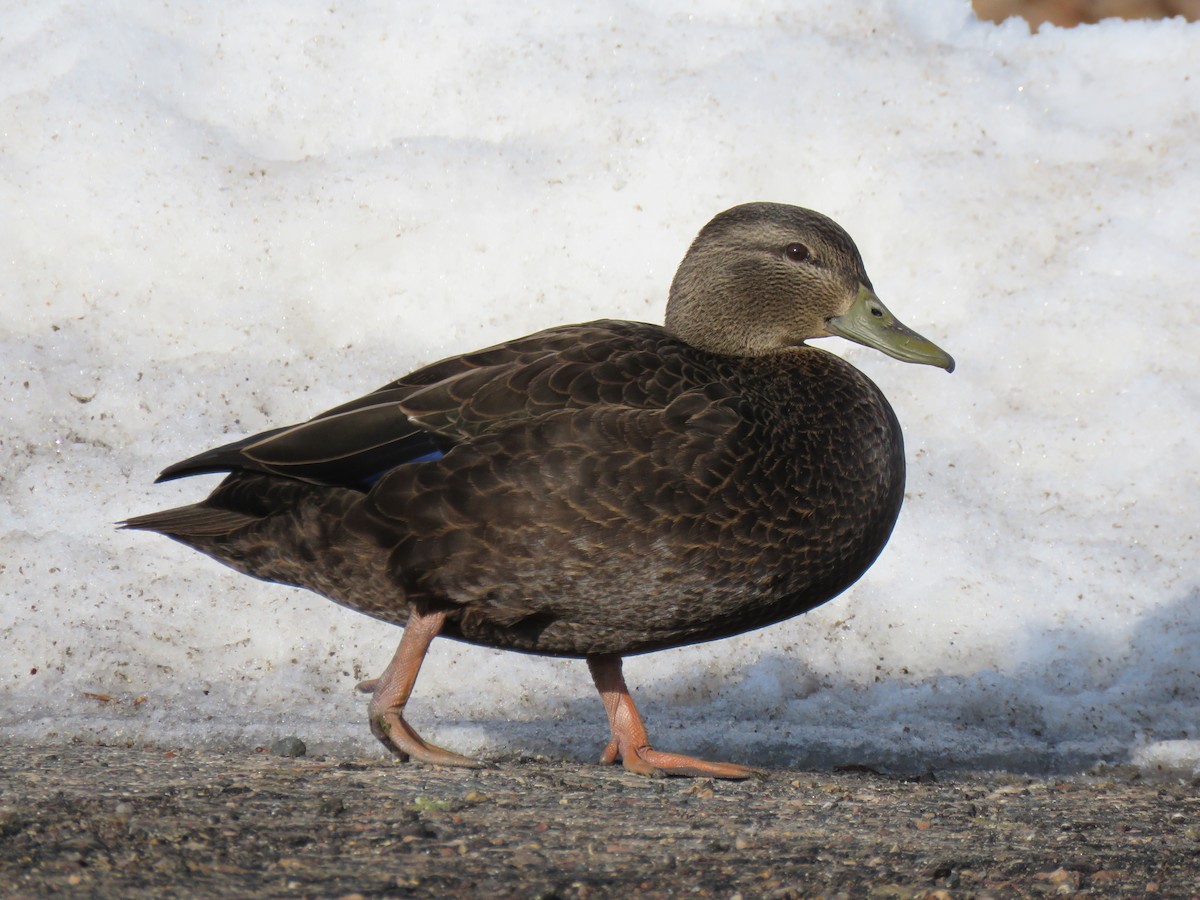 Esmer Ördek - ML647740483