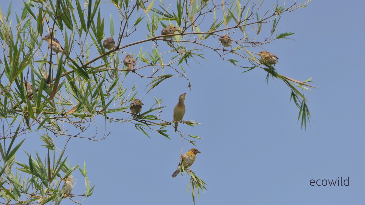 Baya Dokumacısı - ML647740484