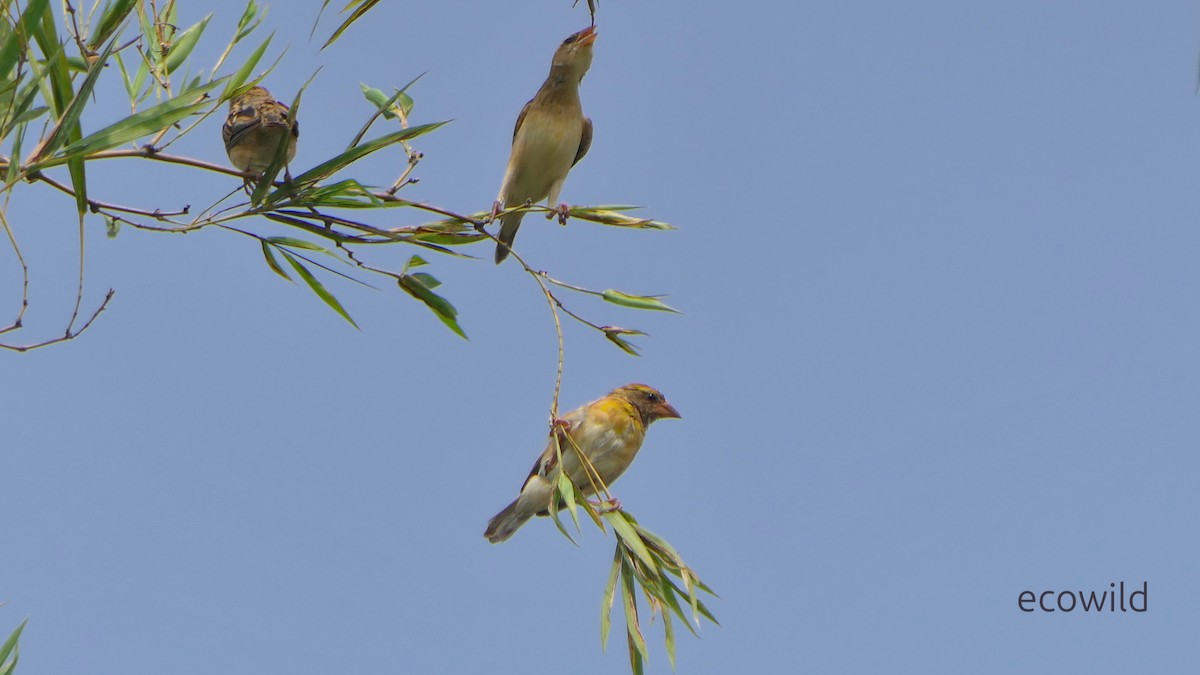 Baya Dokumacısı - ML647740485