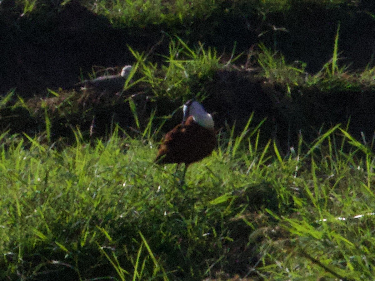 Afrika Jakanası - ML647740486