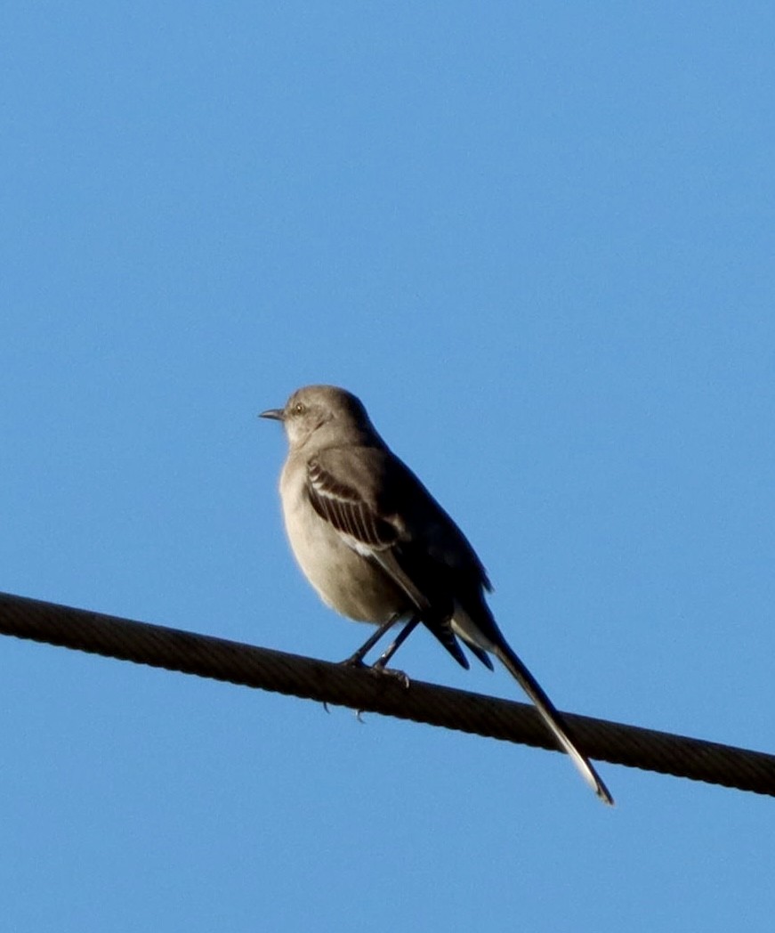 Kuzeyli Taklitçi - ML647740488